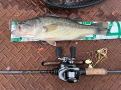 ブラックバスの釣果