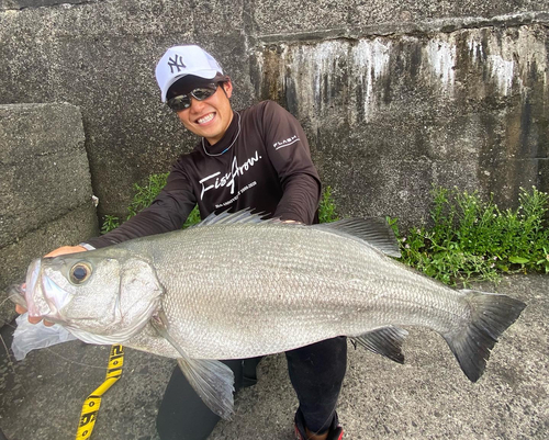 ヒラスズキの釣果