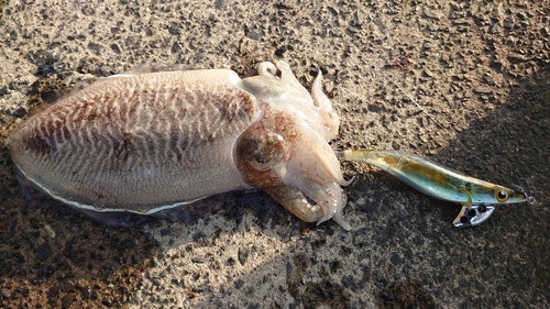 コウイカの釣果