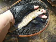 イワナの釣果