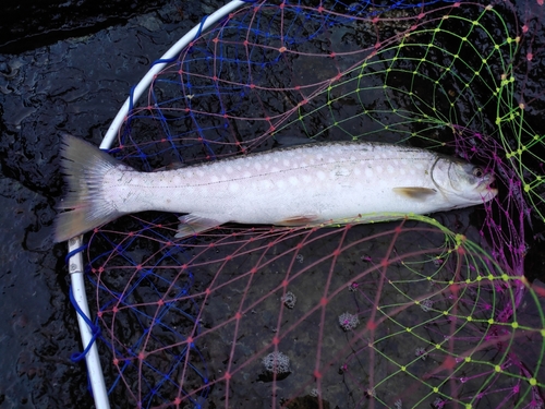 アメマスの釣果