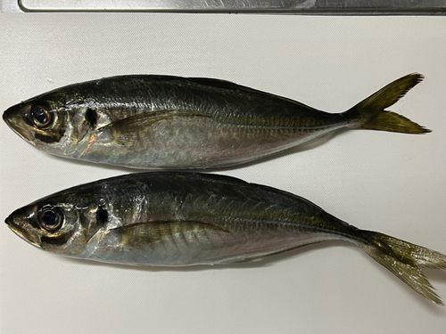 アジの釣果