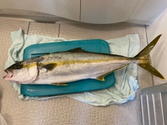 ヒラマサの釣果