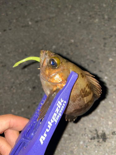 メバルの釣果