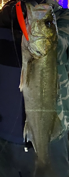 シーバスの釣果