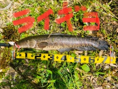 ライギョの釣果