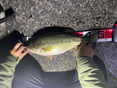 ブラックバスの釣果