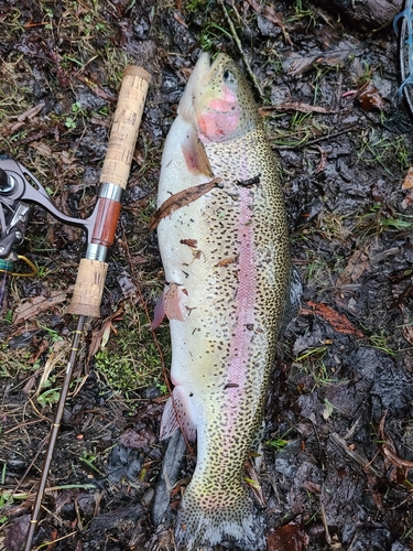 ニジマスの釣果