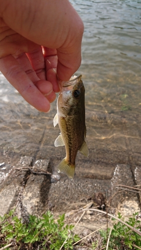 ブラックバスの釣果