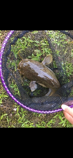 ナマズの釣果