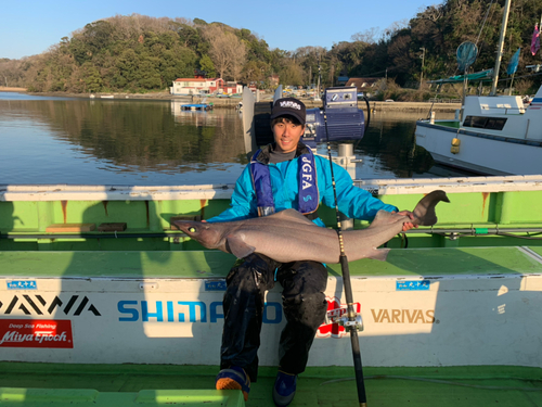 モミジザメの釣果