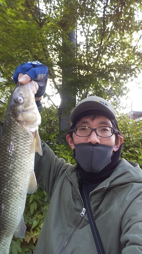 ニゴイの釣果