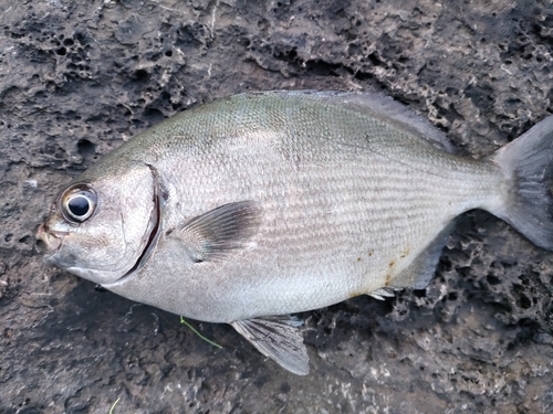 イスズミの釣果