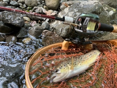 ブラウントラウトの釣果