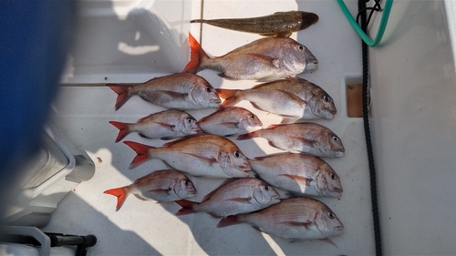 タイの釣果