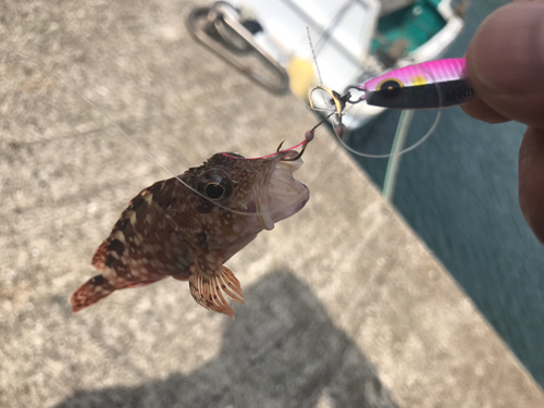 カサゴの釣果