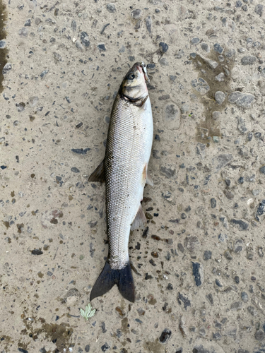 マルタウグイの釣果