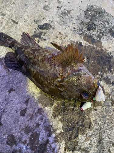 カサゴの釣果