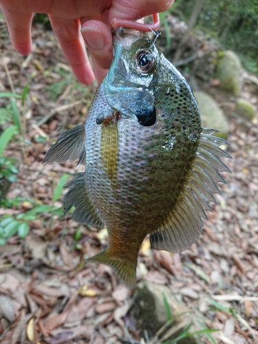 ブルーギルの釣果