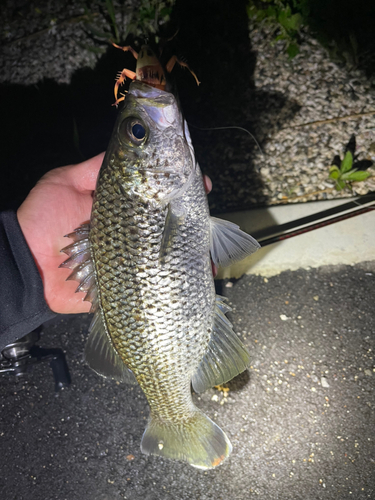 オオクチユゴイの釣果