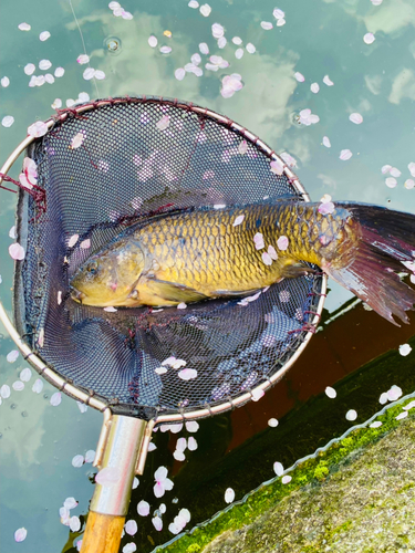 コイの釣果