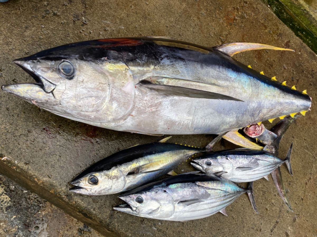 ねこねこ釣り好きさんの釣果 2枚目の画像