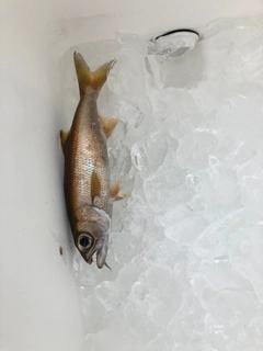 クロムツの釣果