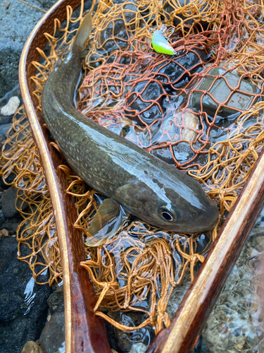 イワナの釣果