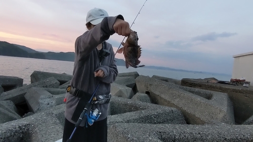 ガシラの釣果