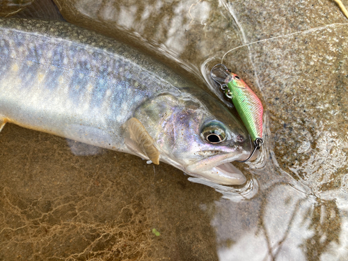 イワナの釣果