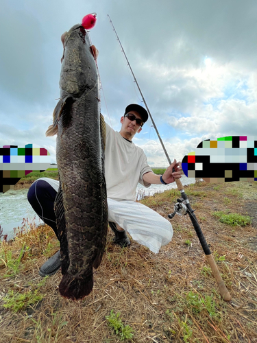 ライギョの釣果