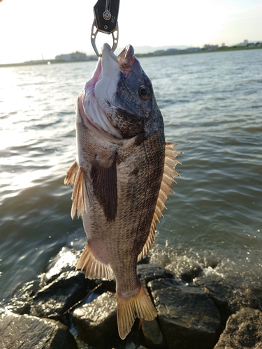 チヌの釣果