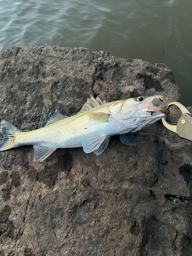 スズキの釣果