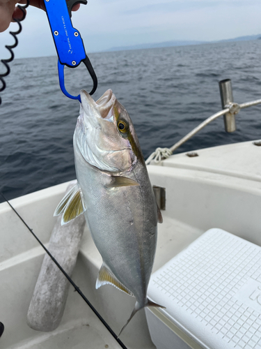 ネリゴの釣果