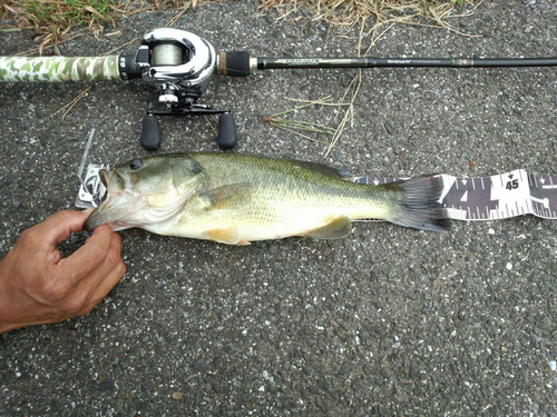 ブラックバスの釣果