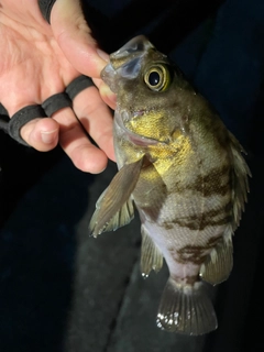 シロメバルの釣果