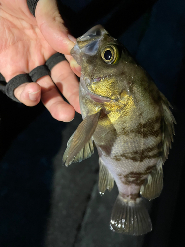 シロメバルの釣果