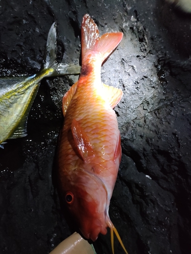 ホウライヒメジの釣果