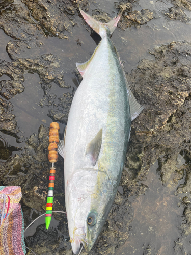 ヤズの釣果