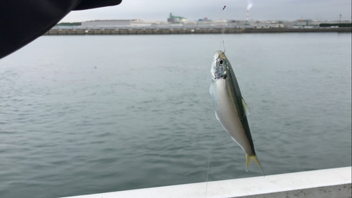 サッパの釣果