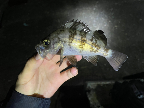 シロメバルの釣果