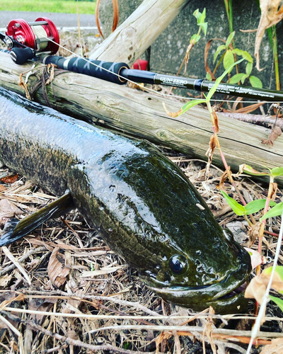 ライギョの釣果