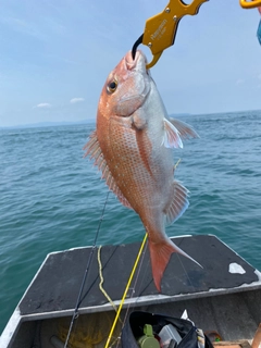 タイの釣果