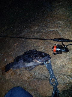 クロソイの釣果