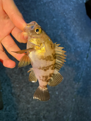 シロメバルの釣果