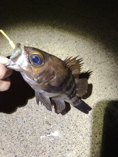 メバルの釣果