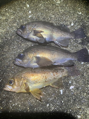 シロメバルの釣果