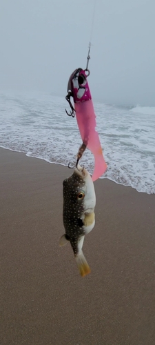 クサフグの釣果