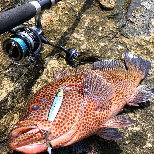 オオモンハタの釣果