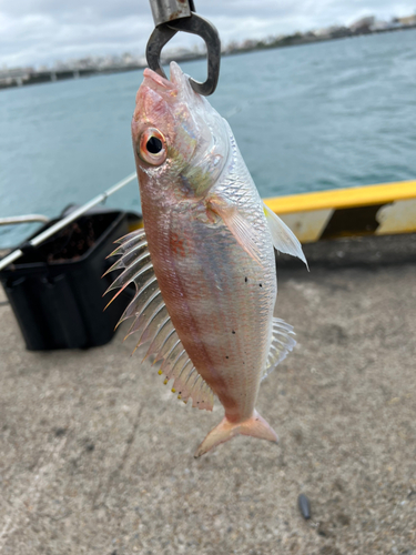 イトヨリダイの釣果